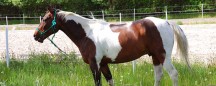 apartments phoenix: horse