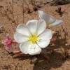 apt phoenix: desert flowers
