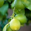 rent phoenix: lemons