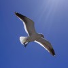 apts phoenix: gull