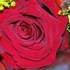 apts phoenix: rose