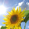 apts phoenix: sun flower