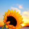 How to win over your LandLord apts phoenix: solarflower