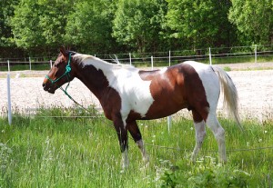 apartments phoenix: horse