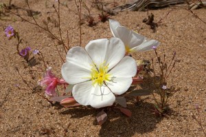 apt phoenix: desert flowers