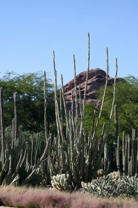 apts phoenix: desert1