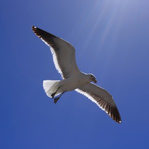 apts phoenix: gull