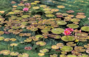 apts phoenix: lilly pads