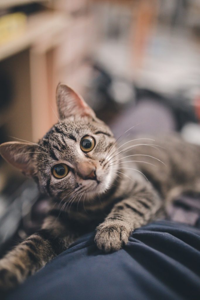 shallow focus photography of brown tabby cat