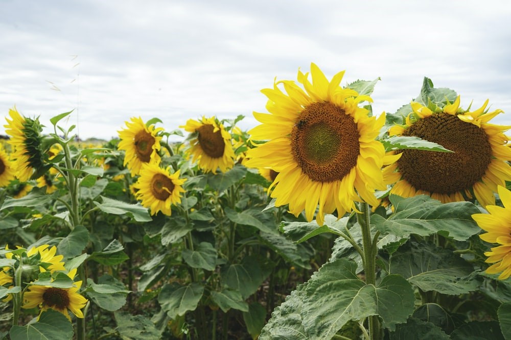 sunflower field under blue sky during daytime